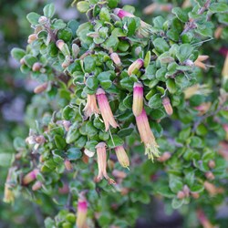 KI Correa  Correa backhousenna var. orbicularis