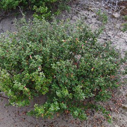 KI Correa  Correa backhousenna var. orbicularis