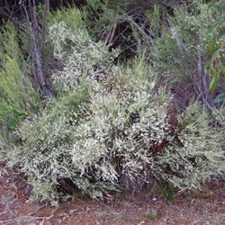 Common Sour Bush  Choretrum glomeratum