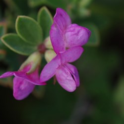 Australian Trefoil  Lotus australis