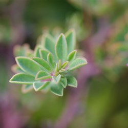 Australian Trefoil  Lotus australis