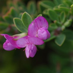 Australian Trefoil  Lotus australis