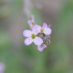 Two-horned Sea Rocket Cakile maritime