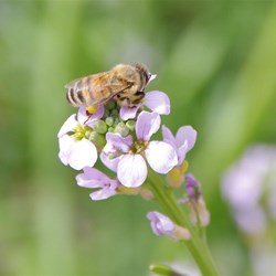 Two-horned Sea Rocket Cakile maritime