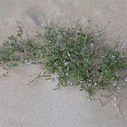 Two-horned Sea Rocket Cakile maritime