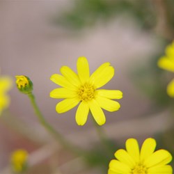 Variable Groundsel  Senecio pinnatifolius