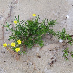Variable Groundsel  Senecio pinnatifolius