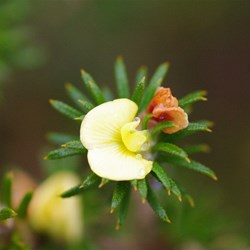 Heath Phyllota  Phyllota pleurandroides. 
