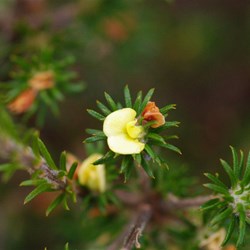 Heath Phyllota  Phyllota pleurandroides