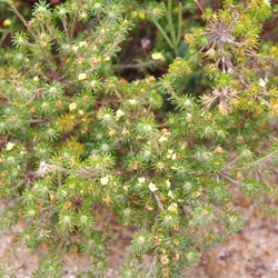 Heath Phyllota  Phyllota pleurandroides