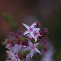 Smooth Heath Myrtle  Calytrix glaberrima. 