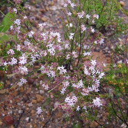 Smooth Heath Myrtle  Calytrix glaberrima