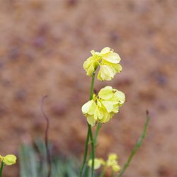 Golden Pennants  Glischrocaryon behrii