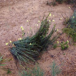 Golden Pennants  Glischrocaryon behrii
