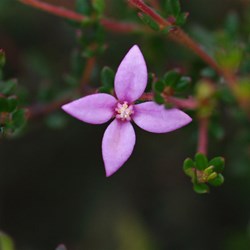 Island Boronia  Boronia edwardsii