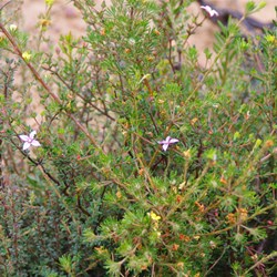 Island Boronia  Boronia edwardsii