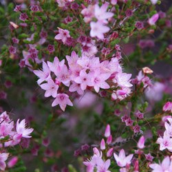 Smooth Heath Myrtle  Calytrix glaberrima