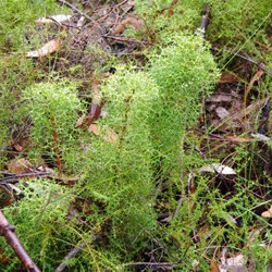 Cone Bush  Isopogon ceratophyllus