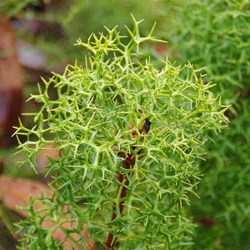 Cone Bush  Isopogon ceratophyllus