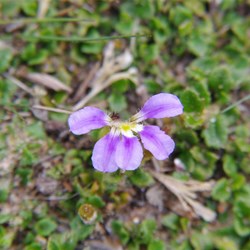 Fairy Fanflower  Scaevola aemula