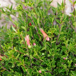 Salmon Correa  Correa pulchella