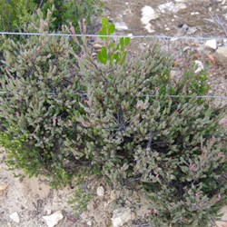 Salmon Correa  Correa pulchella