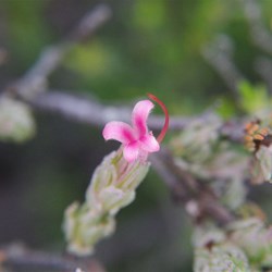 KI Silver Bush  Adenathos macropodinna
