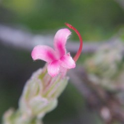 KI Silver Bush  Adenathos macropodinna