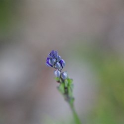 Blue-spike Milkwort  Comesperma calymega