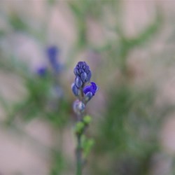 Blue-spike Milkwort  Comesperma calymega