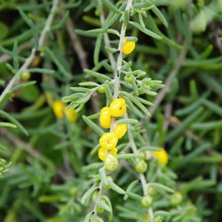 Ruby Salt Bush  Enchylaena tomentose