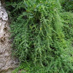 Ruby Salt Bush  Enchylaena tomentose