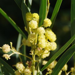 Coast Silver Wattle  Acacia retinodes var uncifola