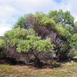 Coast Silver Wattle  Acacia retinodes var uncifola
