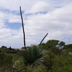 Tates Grass Tree 