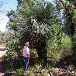 Tates Grass Tree