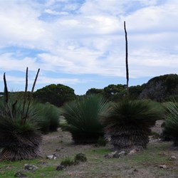 Tates Grass Tree