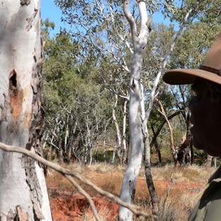 Could be a witchety grub in that tree...