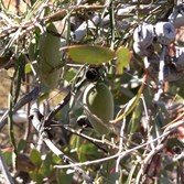 Bush banana grows on a vine