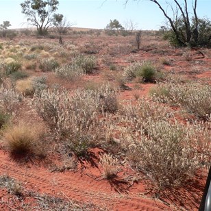 Wildflowers beside the track