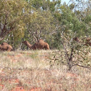 Camels