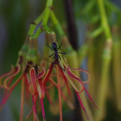 Many insects are attracted to the flowers