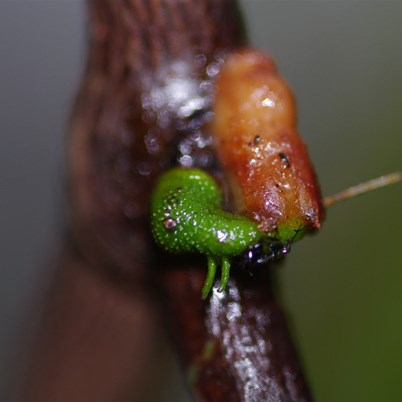 New life for a young mistletoe