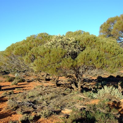 Mistletoe clearly visable on this acacia