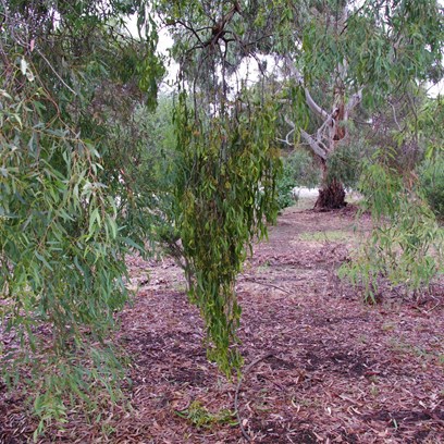 Shaded mistletoe retains its green colour