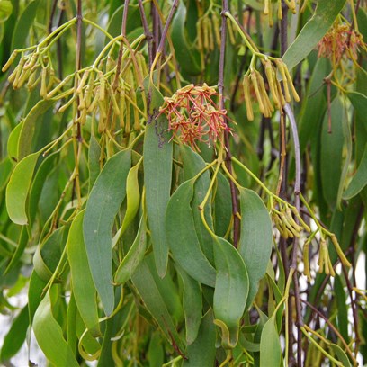 Shaded leaves are green