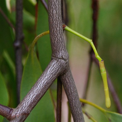 Box Mistletoe bark