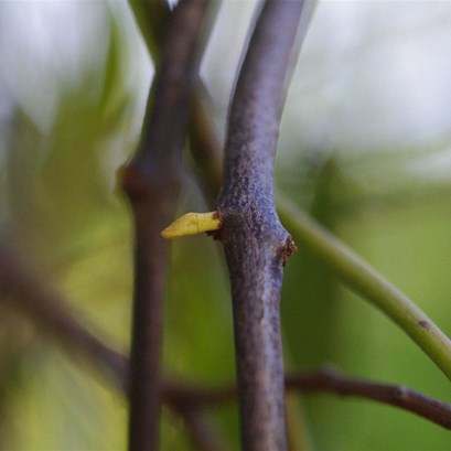 A new bud on the brach of a Box Mistletoe