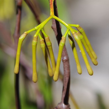 Early stages in the development of a mistletoe flower