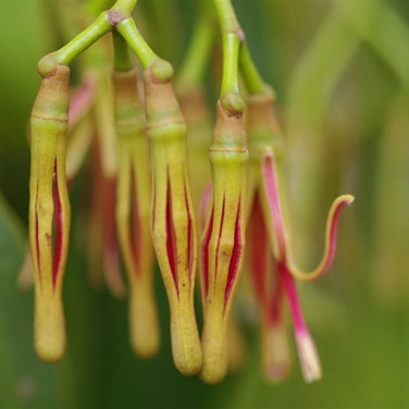 The Chinese Lantern phase of flowering